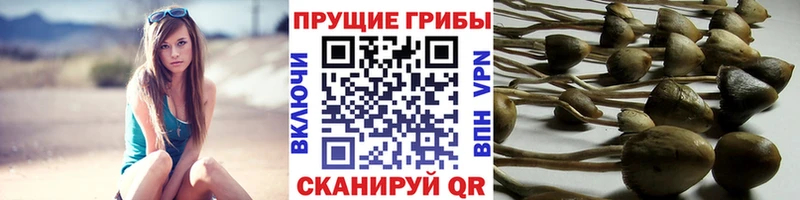 Псилоцибиновые грибы Psilocybe  как найти закладки  mega ссылка  Киреевск 